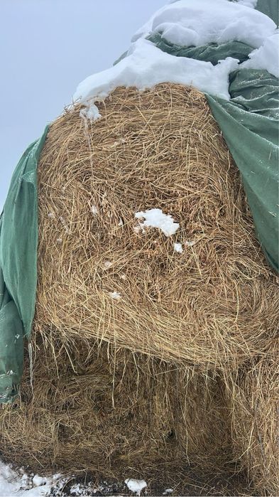 Vand baloti de lucerna