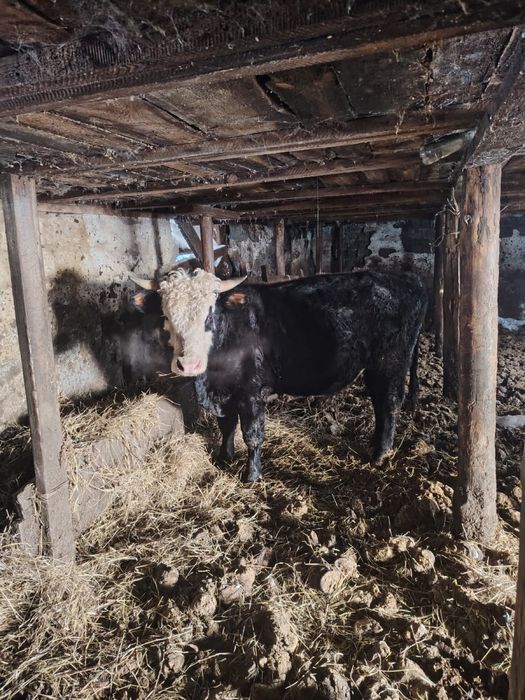 Продам корову и быка