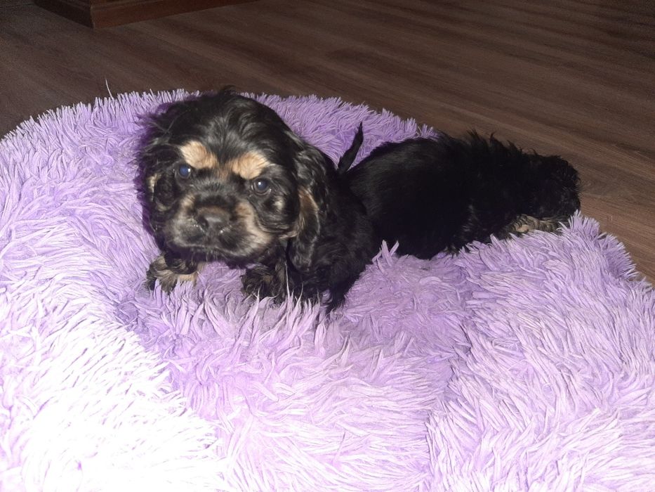 Американский кокер спаниель