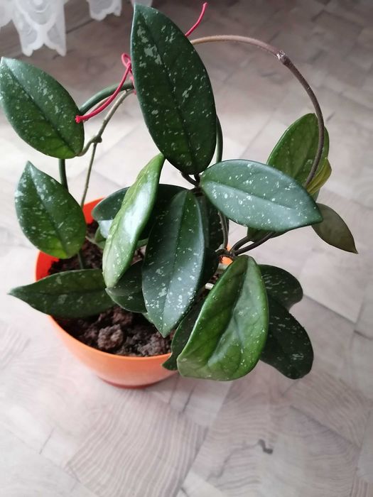 Дебела Мара и красиво Восъче!