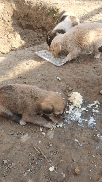 Отдам щенят в хорошие руки