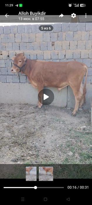 2 ta buqa sotiladi yoshiga tulgan