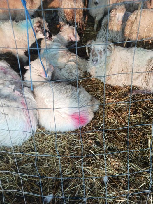 Miei de vanzare an judetul bihor 10 lei kg