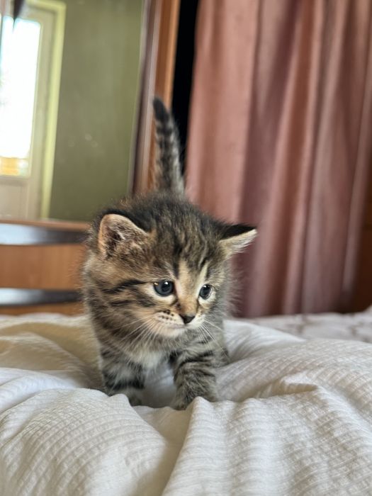 Плюшевые котята ищут дом