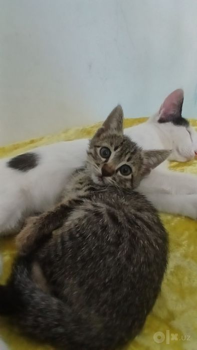 Котята в подарок