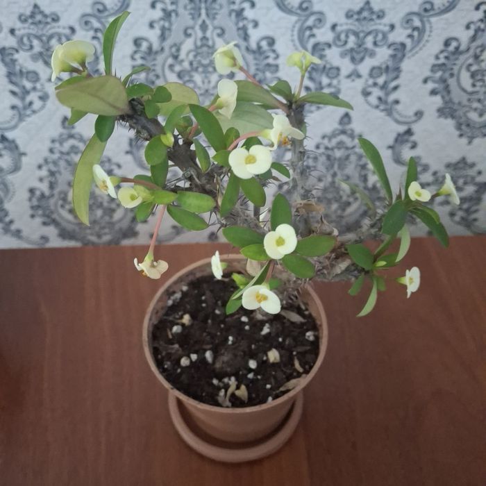 Продам цветы разных сортов