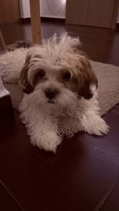 Toby își caută familie