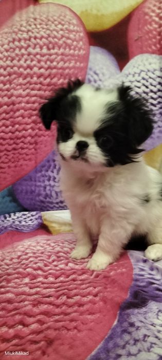 Девочка японского хина.