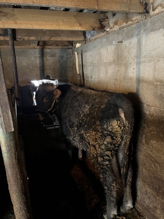 5 бас бычок 690 000