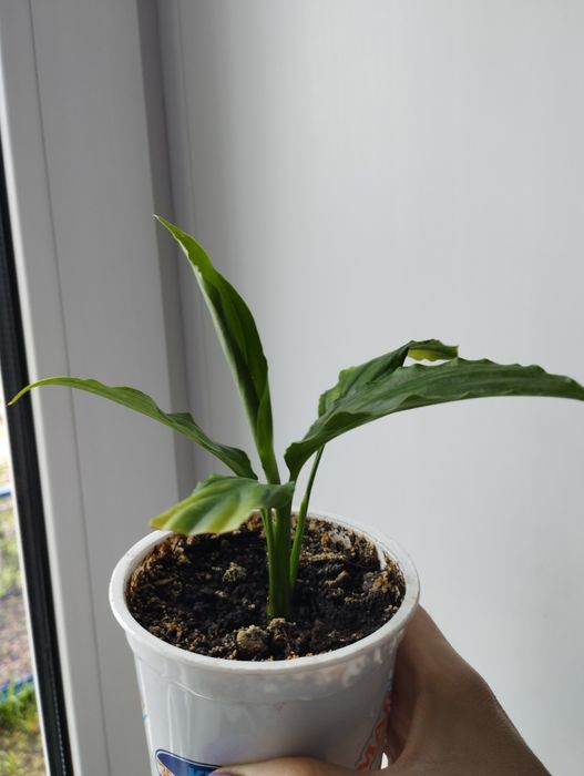 Продам спатифиллумы