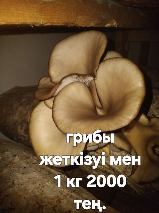 Вешенко ең тұщы гриб шикілей жерге болады