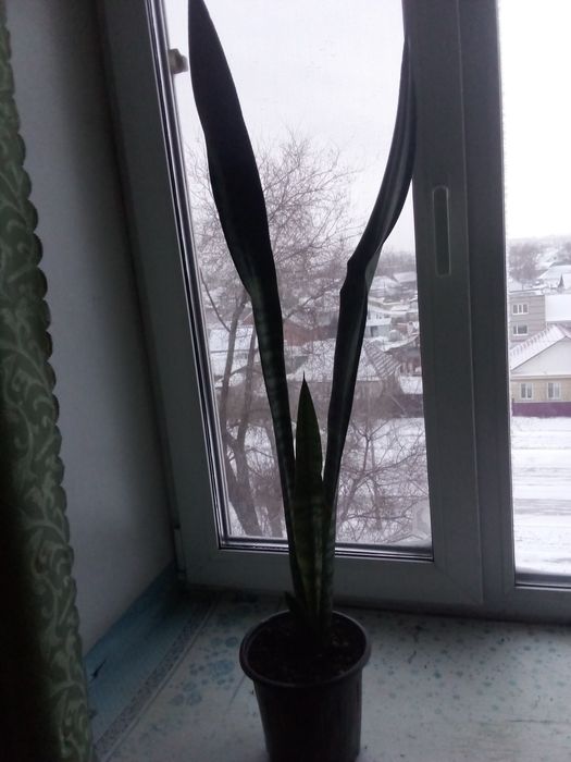 Щучий хвост цветок