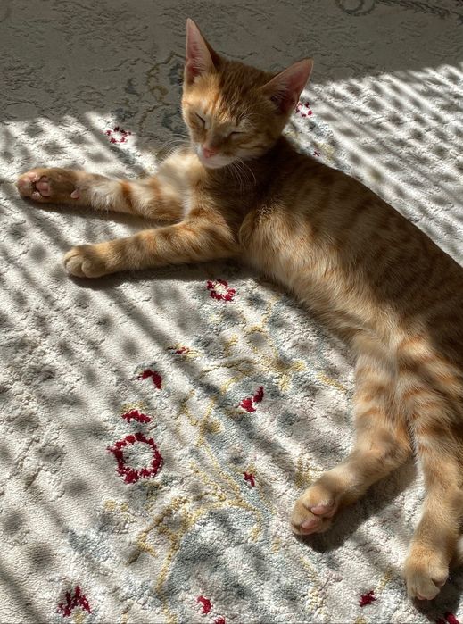 бесплатно  кошка