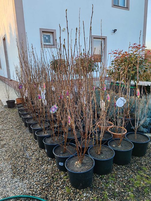 Magnolia la ghiveci nu