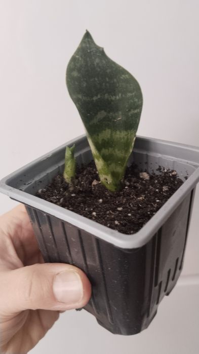 Продам сансевьерию!