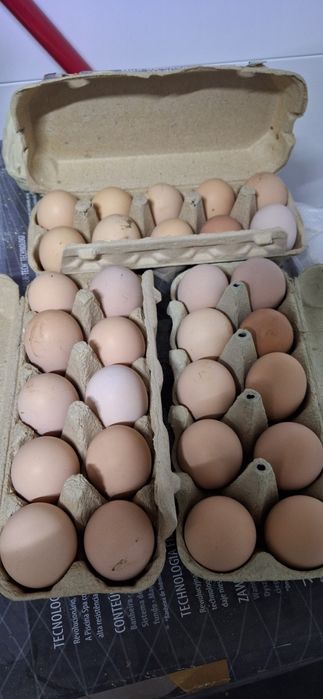 Vand ouă incubat wyandotte argintiu