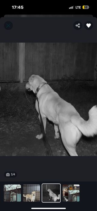 Алабай сатылады…….