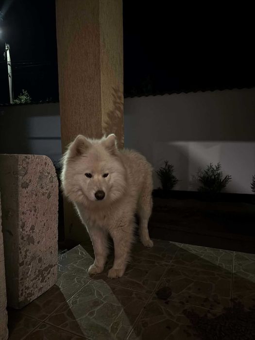 Caine rasa Samoyed