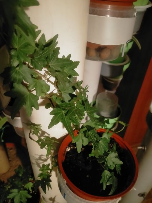 Продам комнатные цветы