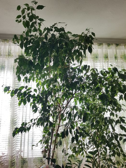 Бенджамин голям - 2 броя