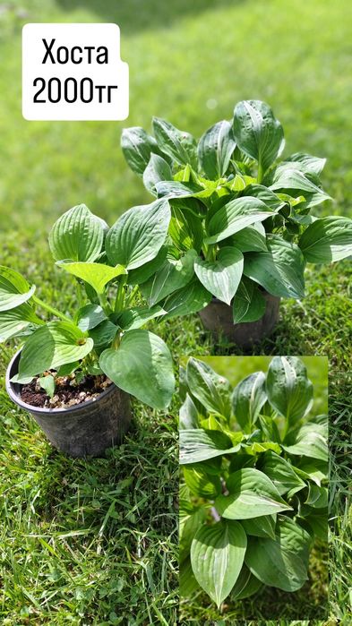 Цветы и растения для сада