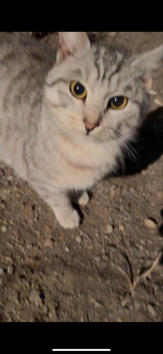 Котик шиншила вроде