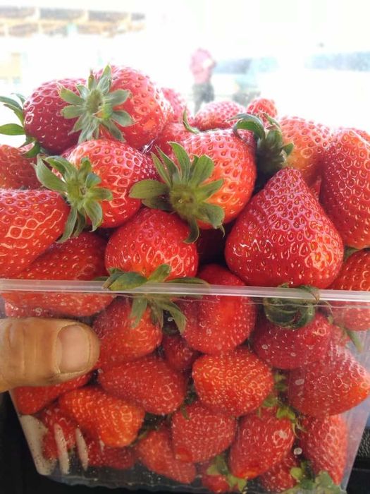 Теплицы под ключ