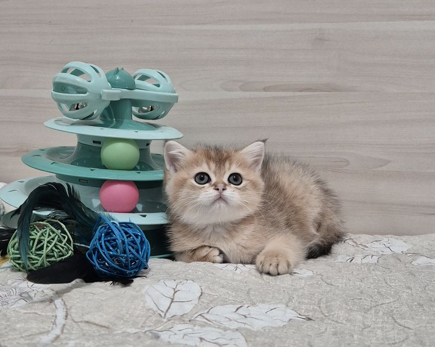 Чистокровные шиншиллы