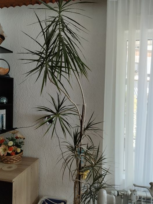 Страхотна палма!