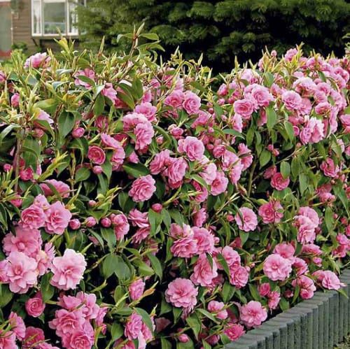 Camelia Japonica la Ghiveci