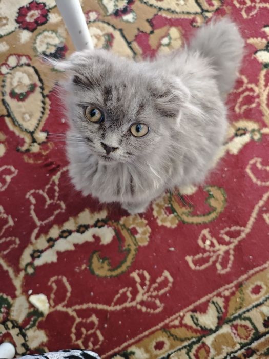 Продается котенок вислоухий