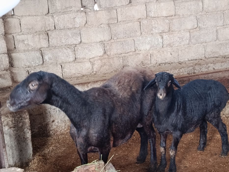 Ona bola qoy sotiladi