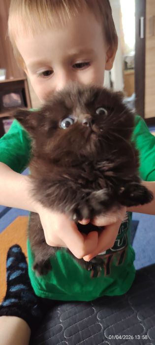 Отдам котёнка в добрые руки
Отдам бесплатно котёнка, мальчик, возраст