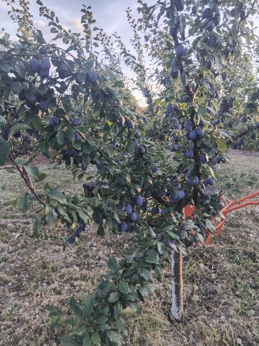 Vând prune Stanley atit pentru gemuri compot sau pentru țuică