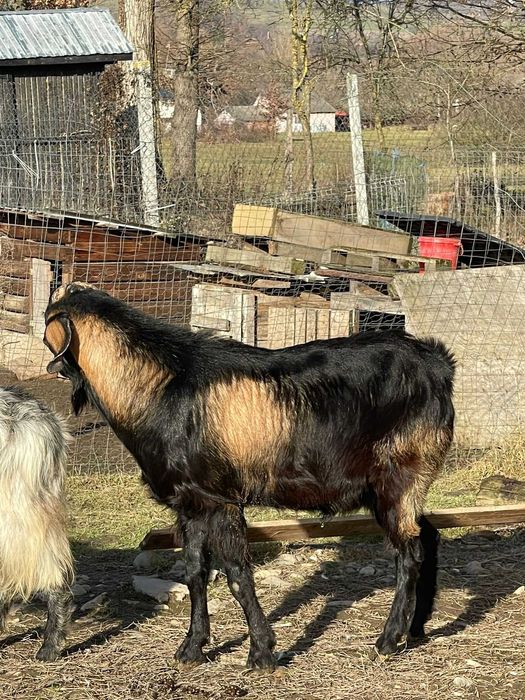 vand tap anglo nubian