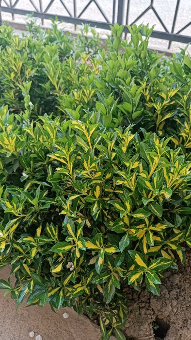 Цветы Бересклет по низкой цене!