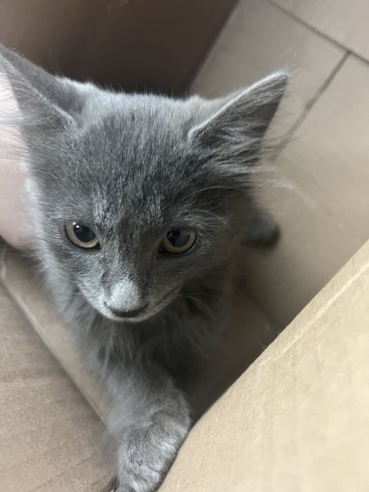 Mushuk toza uy mushugi