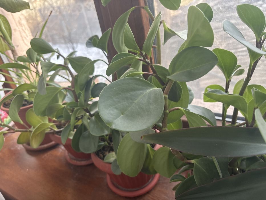 Цветы комнатные