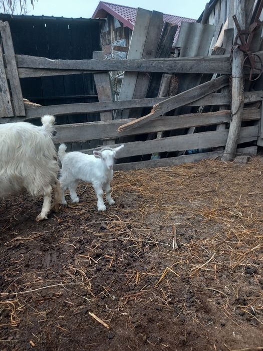 Vând capră albă de Banat împerecheat cu sanin Elvețian  cu iadă