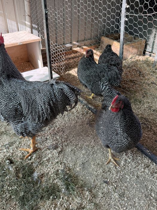 Ouă incubat Plymouth