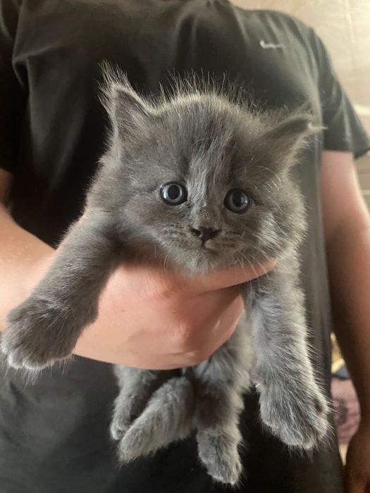 Отдам котят в добрые руки
