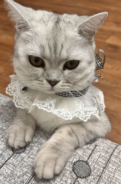 Продам кошку шотландская