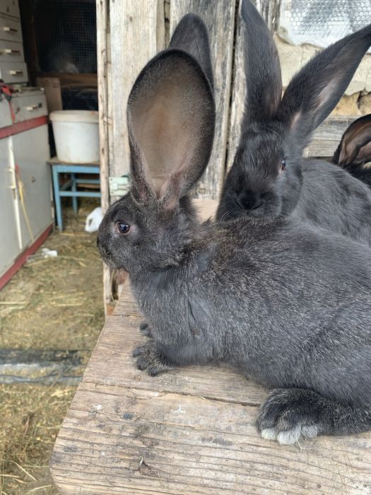 Urias german gri,gri fier si negru