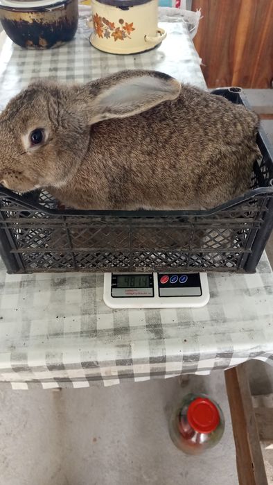 Продаются месячные крольчата