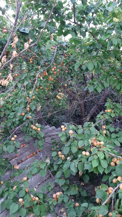 Особняк на Химпаселке