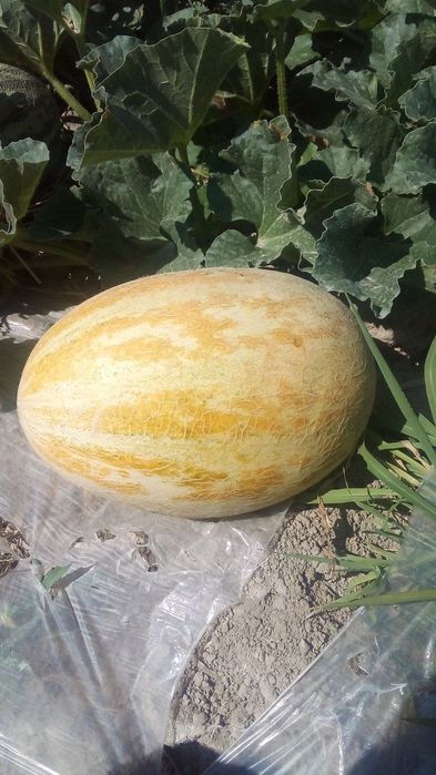 Qovun uruģlar bor ishonchli