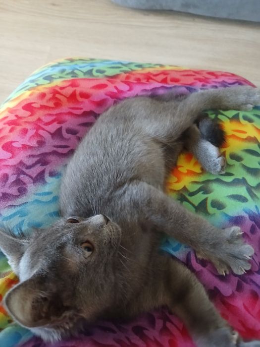 Отдам даром котёнка, мальчик