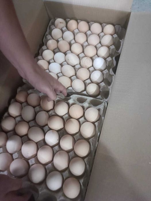 Яйцо куриное оптом Алматы BH