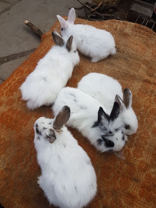 Iepurasi pitici, ideali ca si animalute de comanie