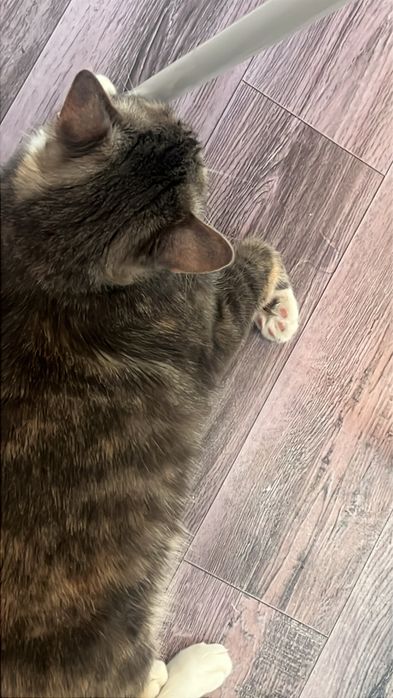 Кошечка домашняя